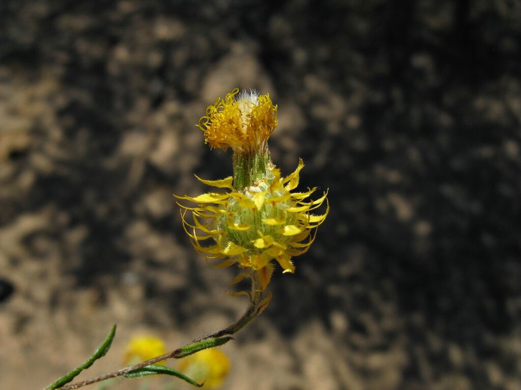 Waitzia acuminata (hero image)