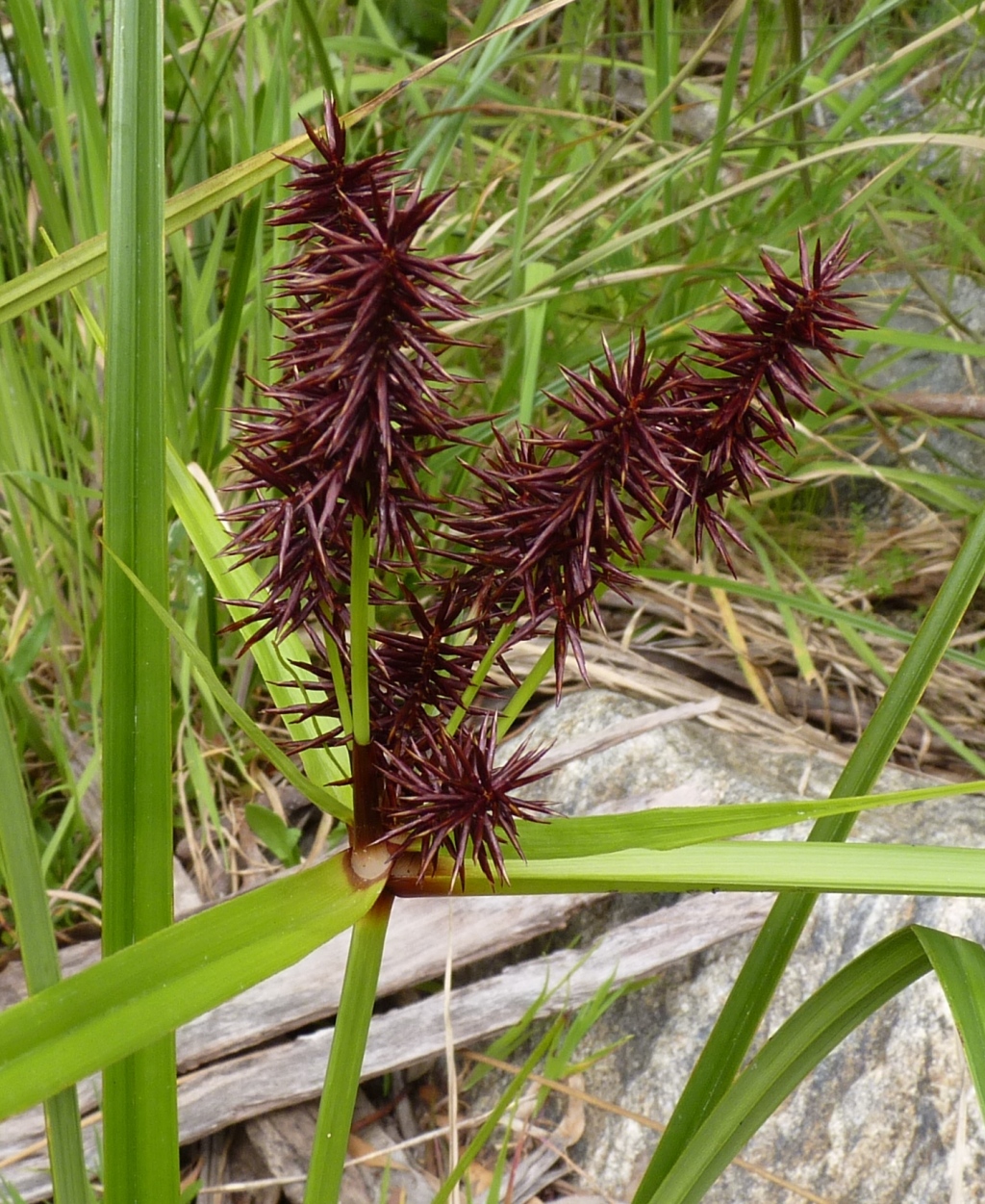 Cyperus lucidus (hero image)