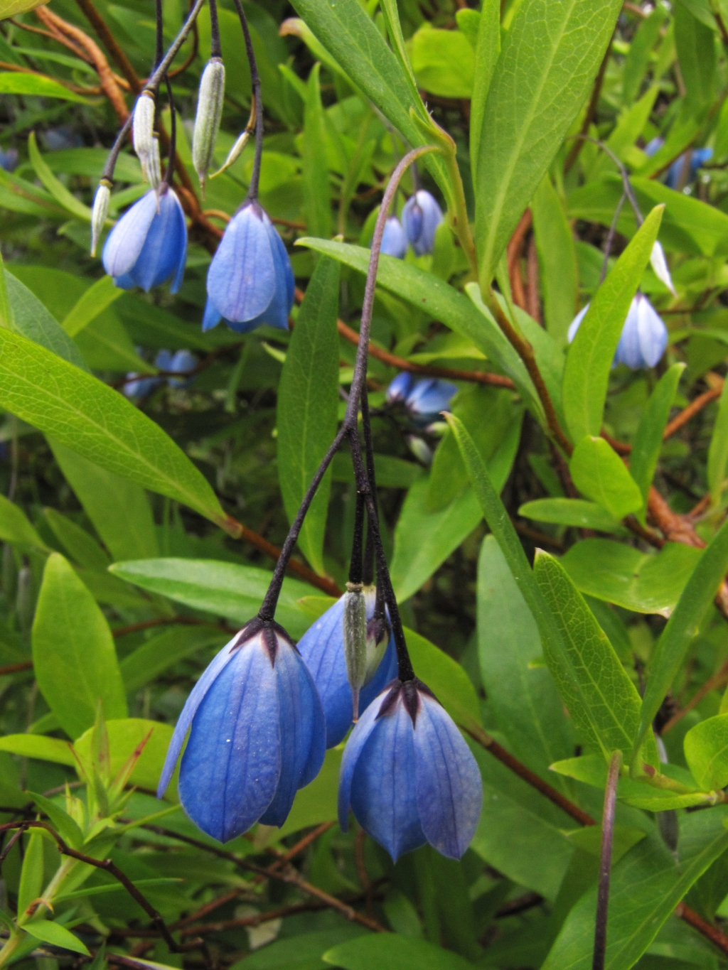 Pittosporaceae (hero image)