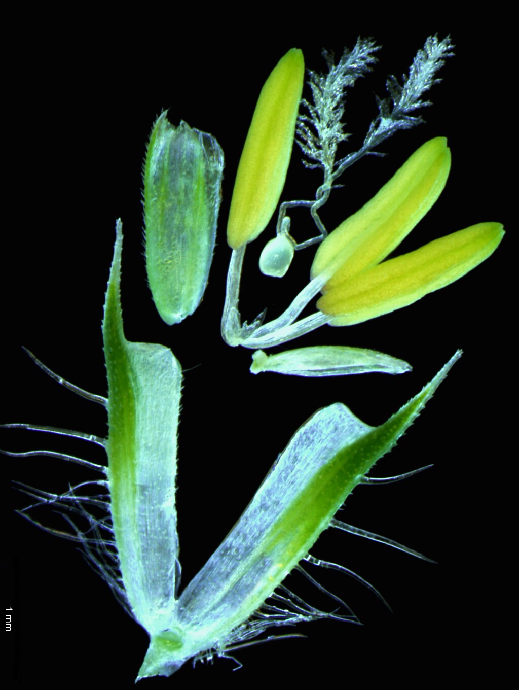 Phleum pratense (hero image)