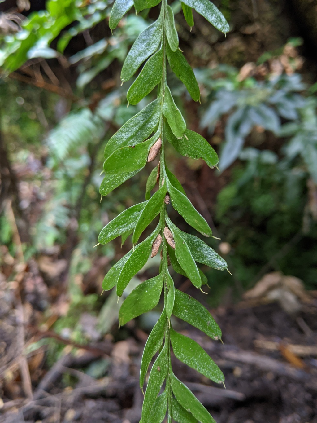 Psilotaceae (hero image)