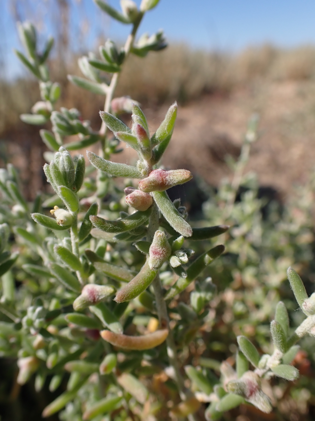 Dissocarpus biflorus (hero image)