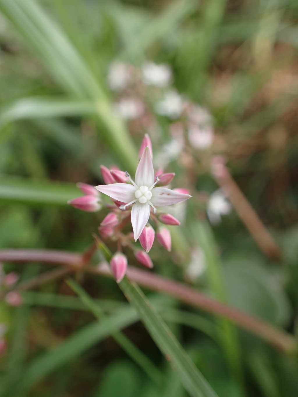 Crassula multicava subsp. multicava (hero image)