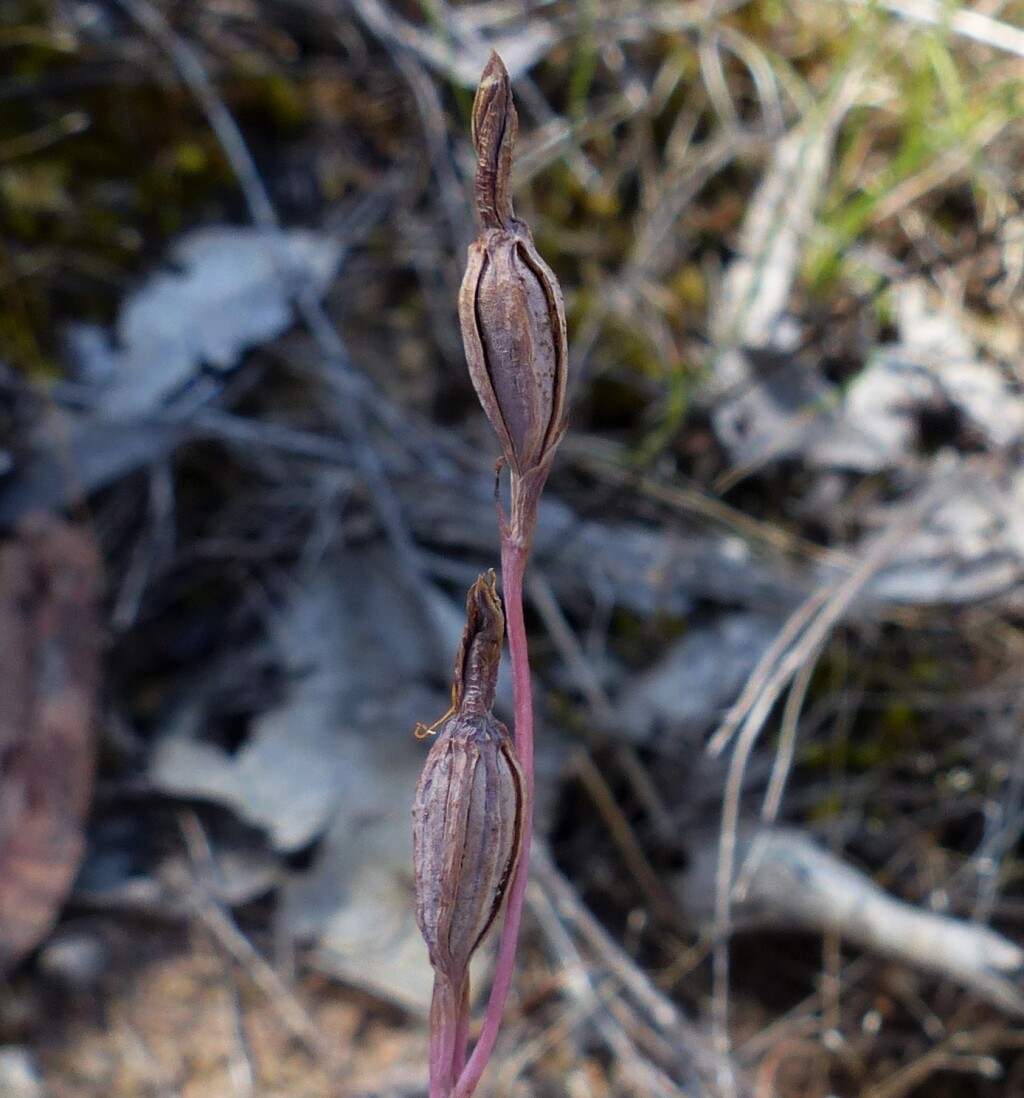 Thelymitra antennifera (hero image)