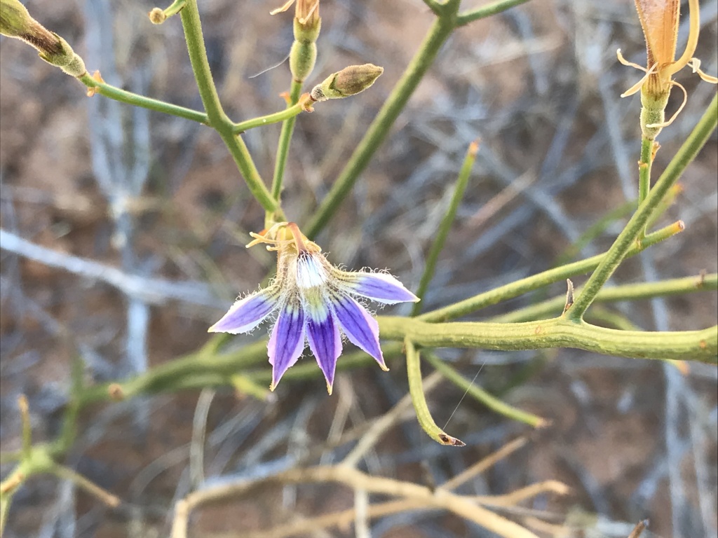 Scaevola depauperata (hero image)