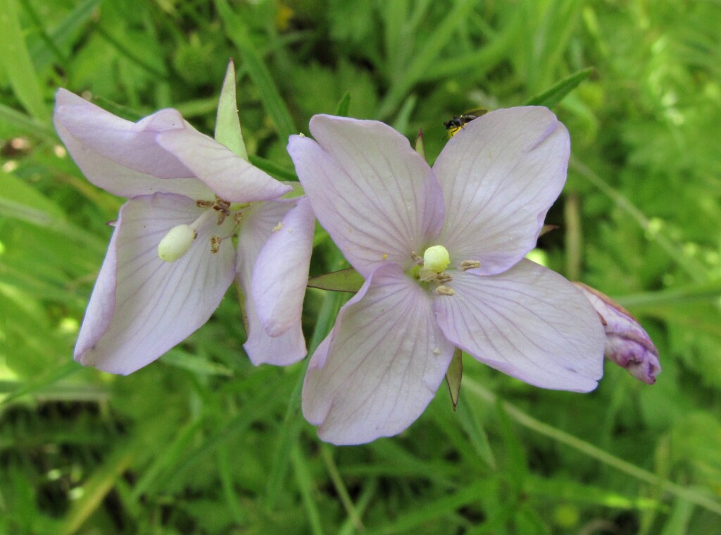 Epilobium pallidiflorum (hero image)