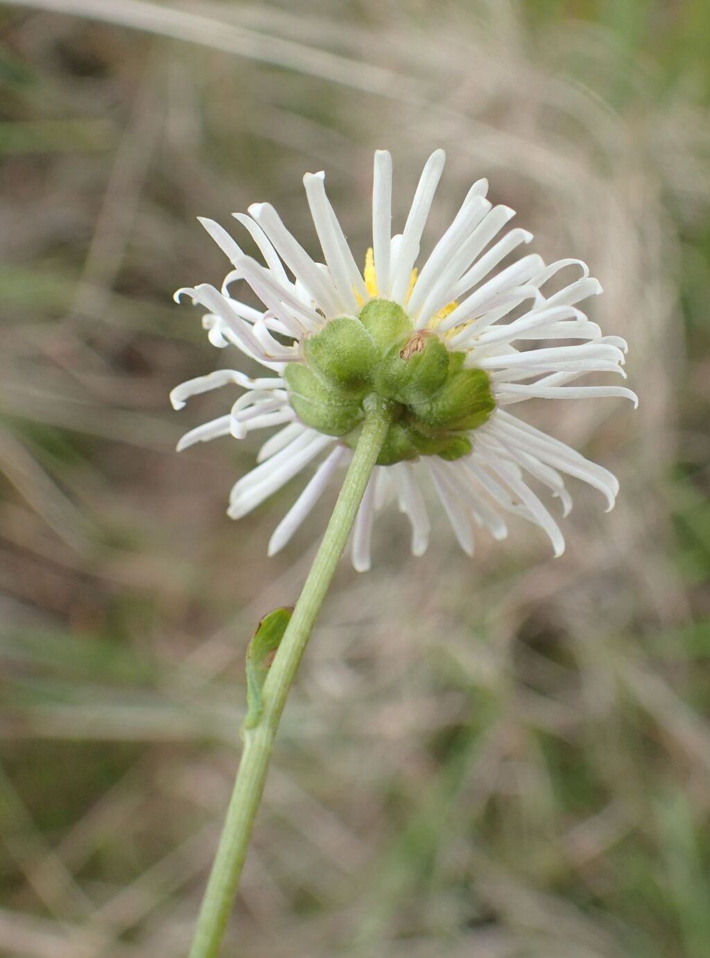 Calotis anthemoides (hero image)