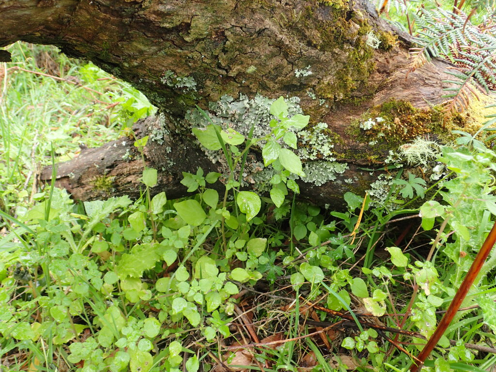 Urticaceae (hero image)