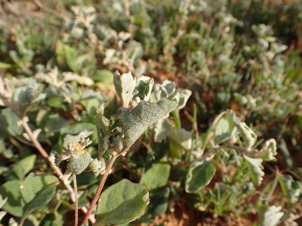Atriplex limbata (hero image)