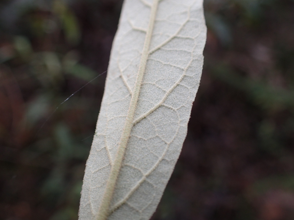 Olearia lirata (hero image)