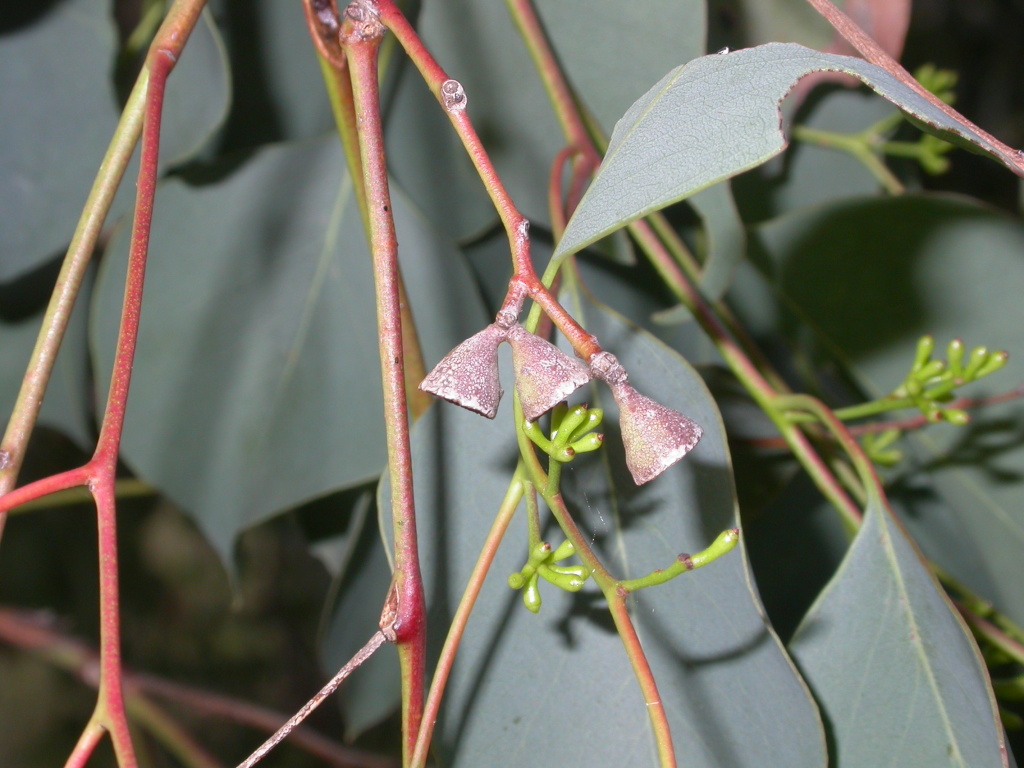 Eucalyptus baueriana subsp. thalassina (hero image)