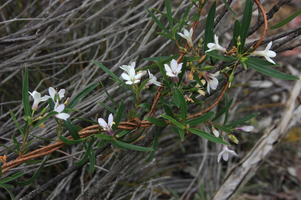 Billardiera cymosa (hero image)