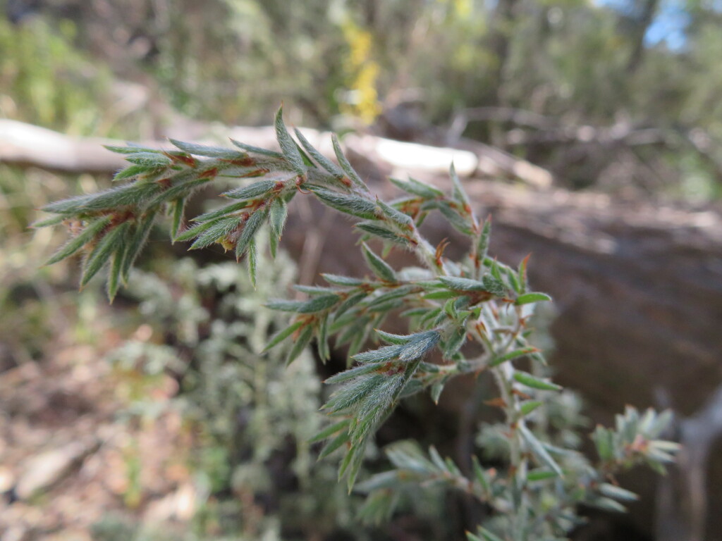 Pultenaea vrolandii (hero image)