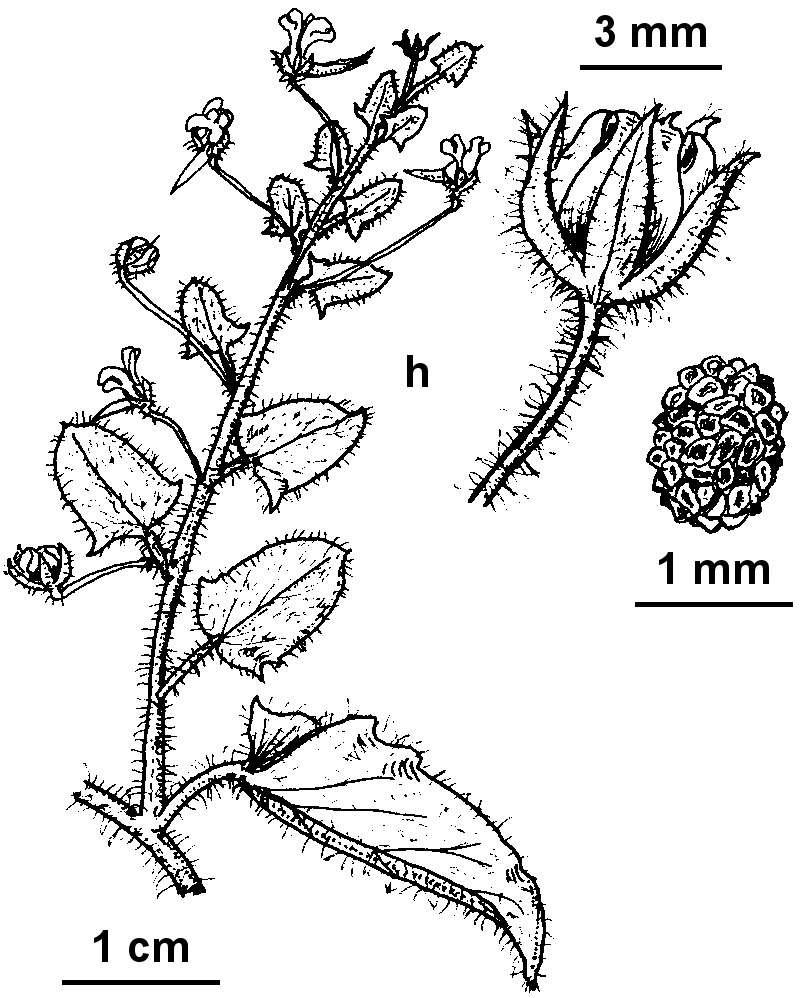 Kickxia elatine subsp. elatine (hero image)