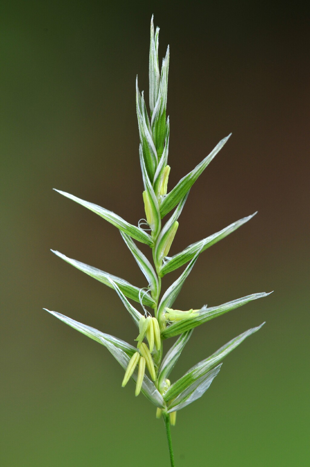 Glyceria australis (hero image)