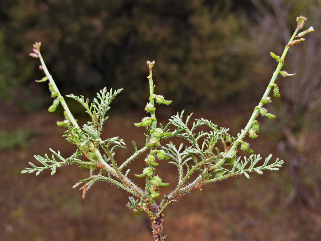 Carrichtera annua (hero image)