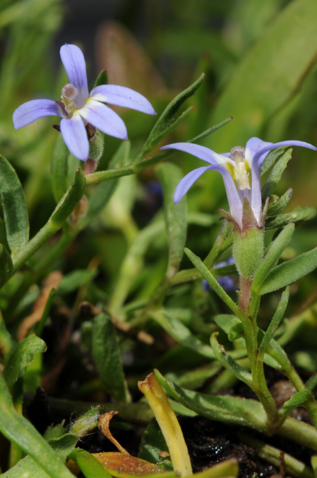 Lobelia pratioides (hero image)