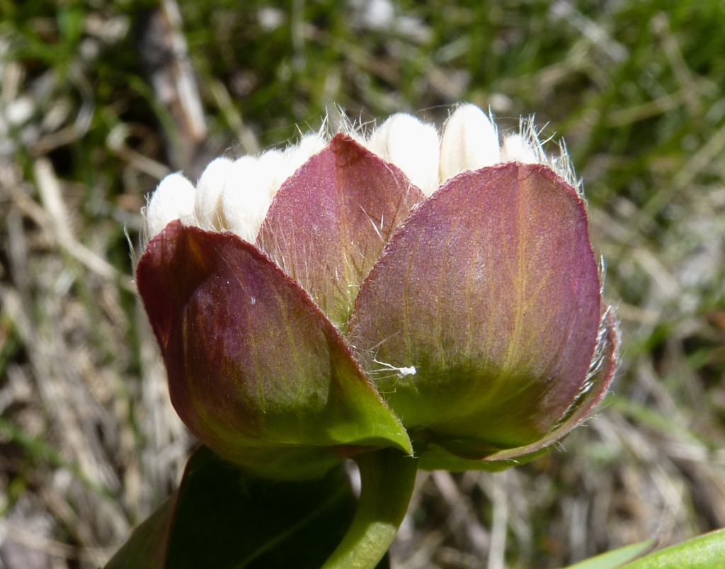 Pimelea ligustrina subsp. ciliata (hero image)