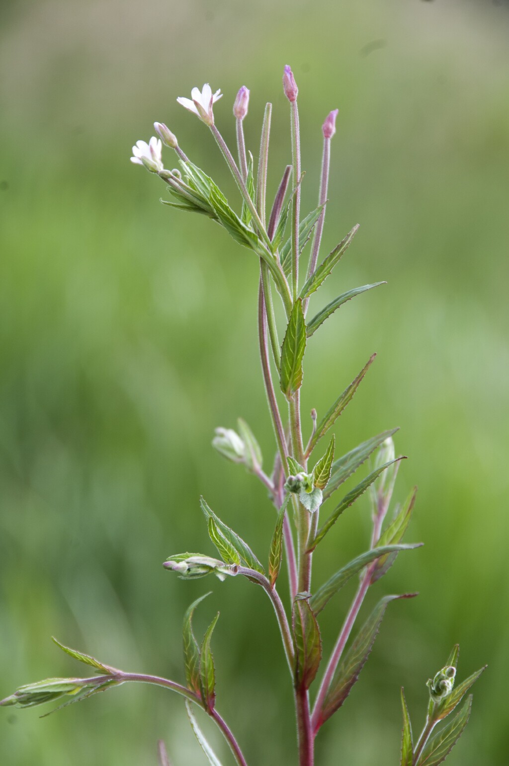 Epilobium ciliatum (hero image)