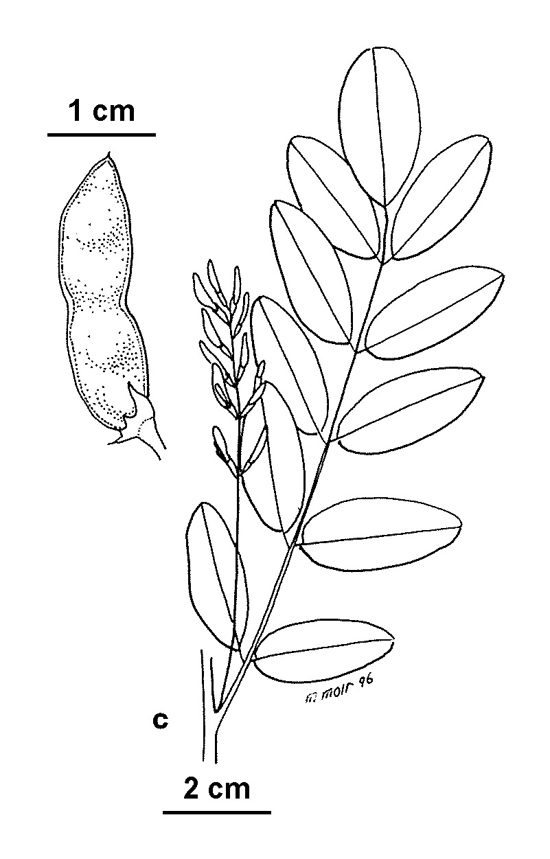 Glycyrrhiza glabra (hero image)