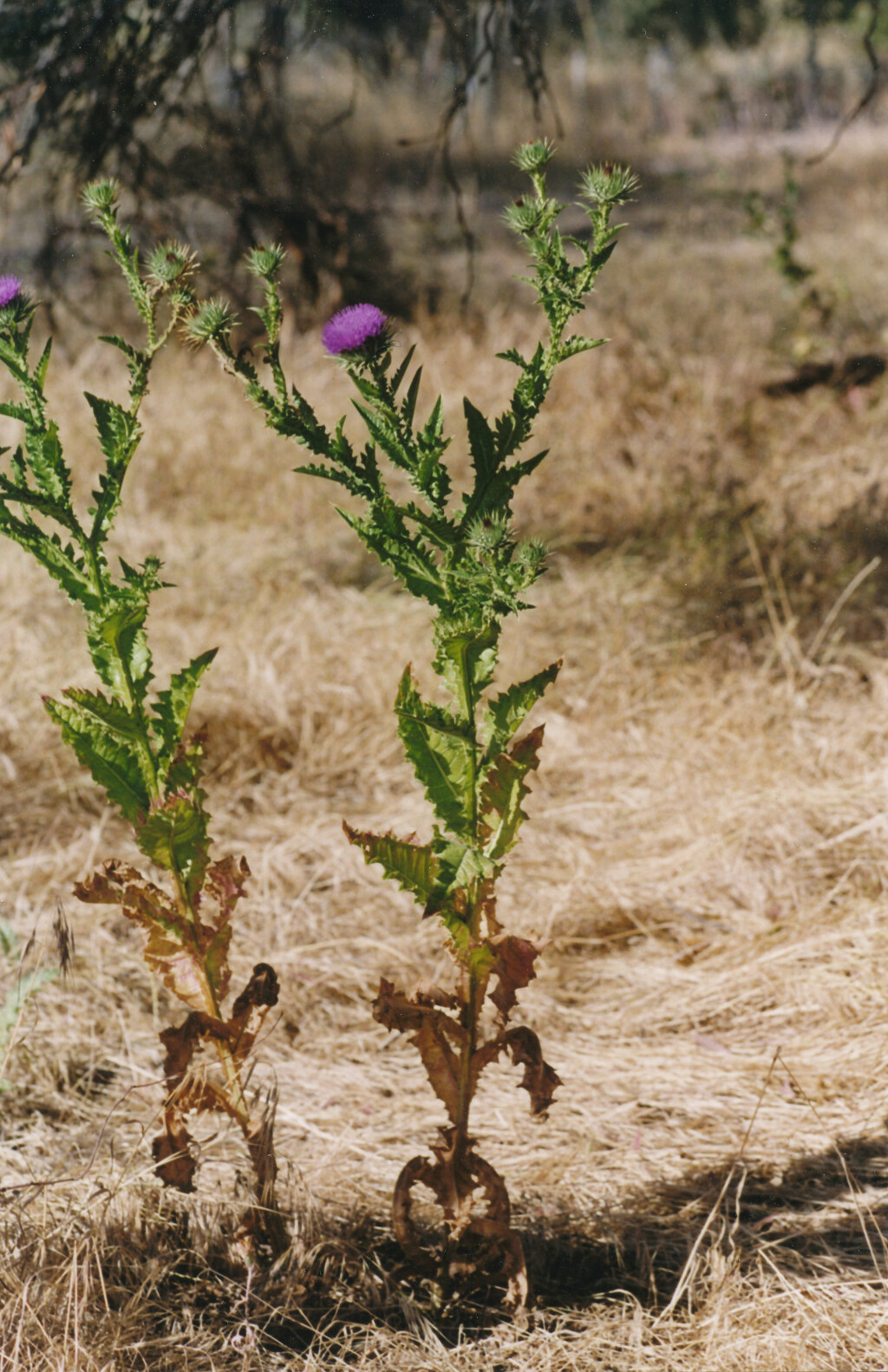 Onopordum tauricum (hero image)