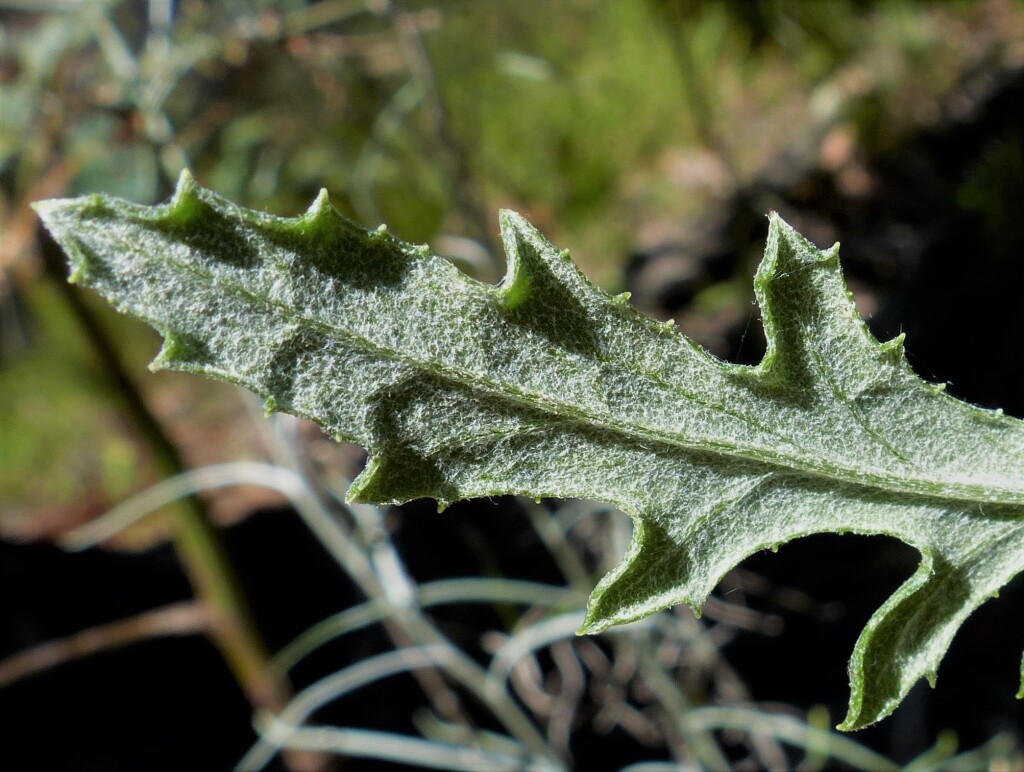 Senecio glomeratus (hero image)