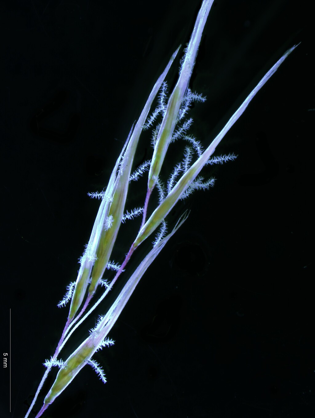 Cortaderia selloana (hero image)