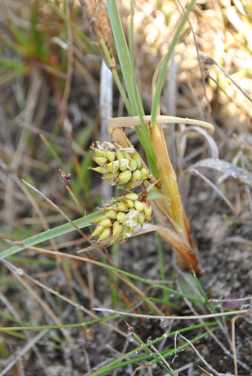 Carex pumila (hero image)