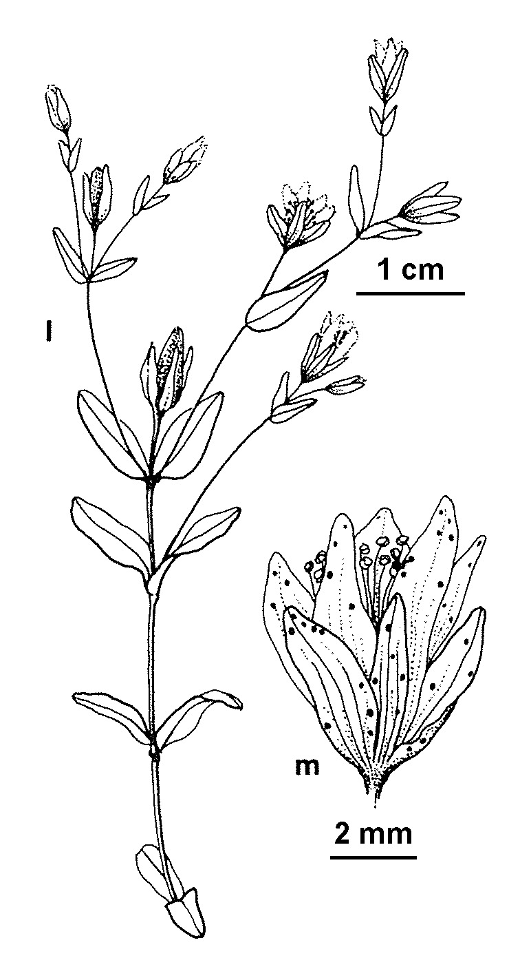 Hypericum humifusum (hero image)