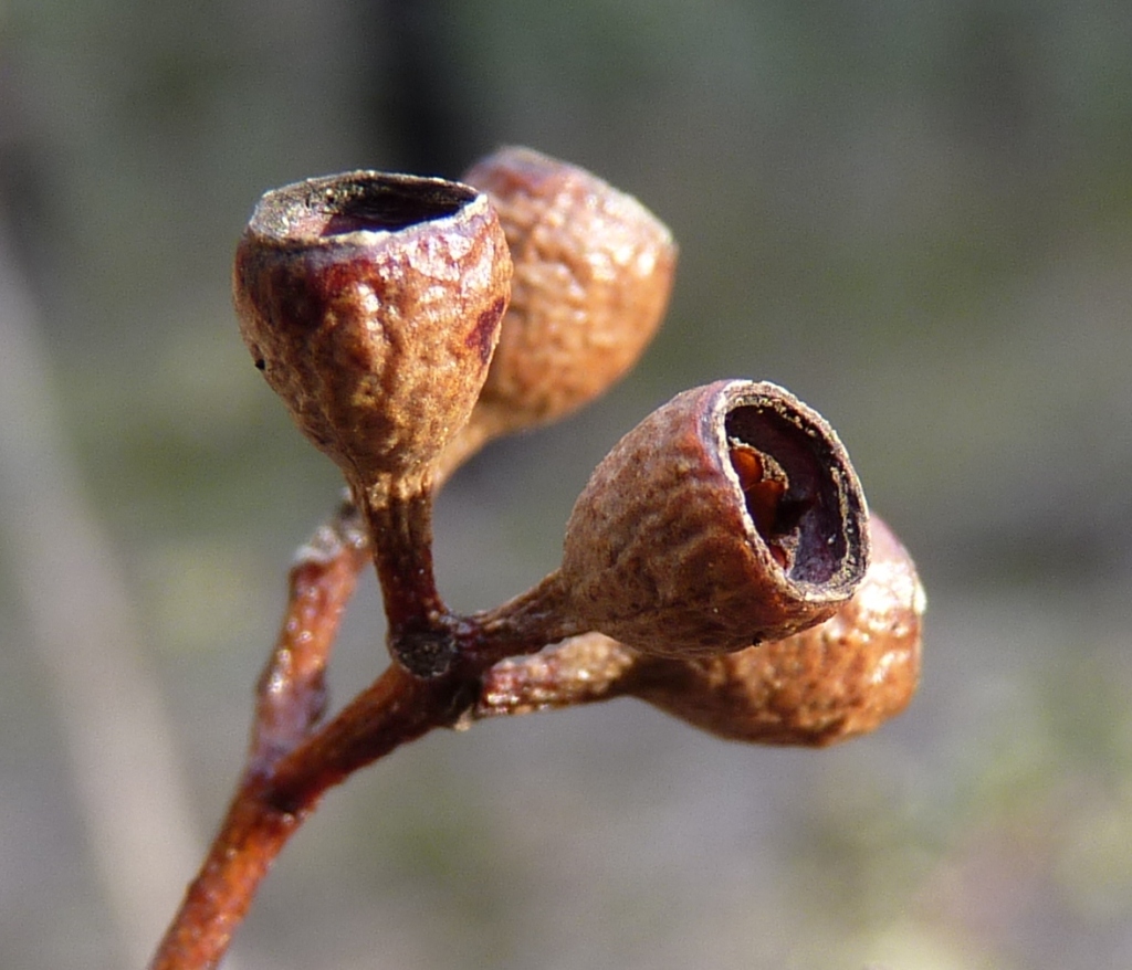 Eucalyptus polyanthemos subsp. vestita (hero image)