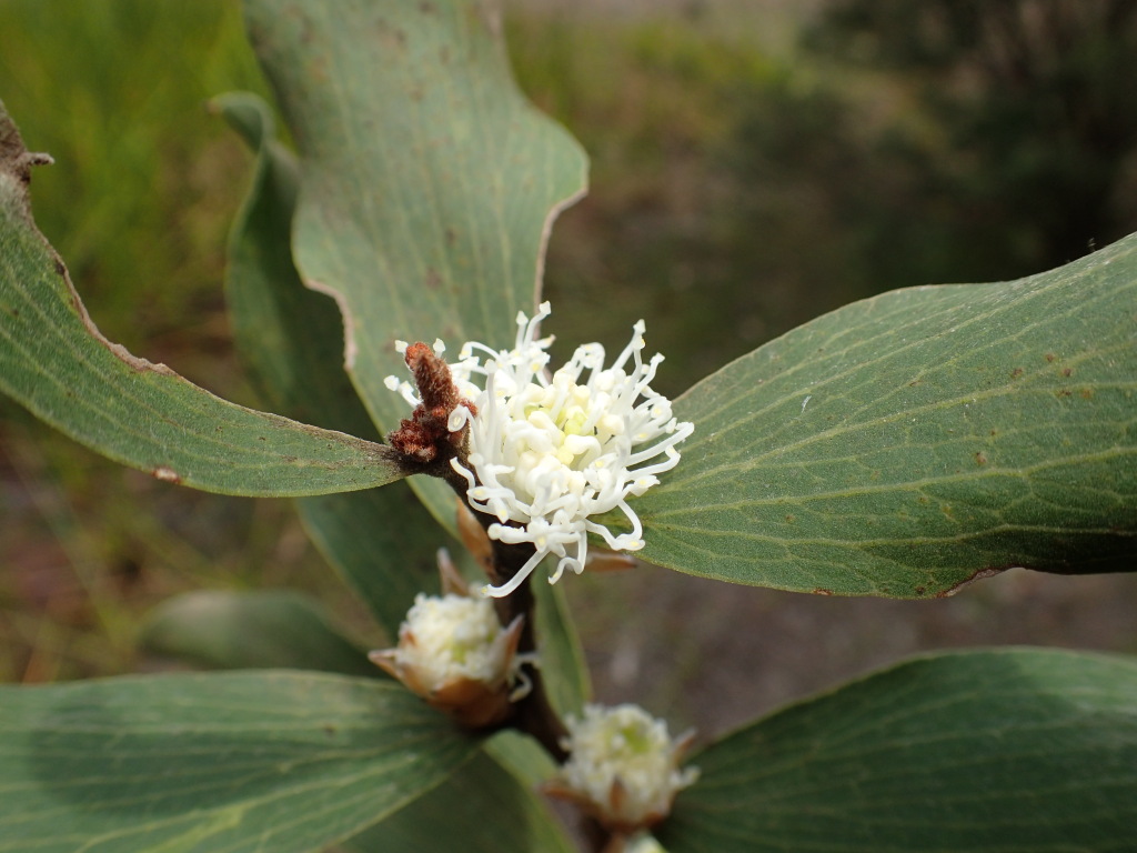 Hakea elliptica (hero image)