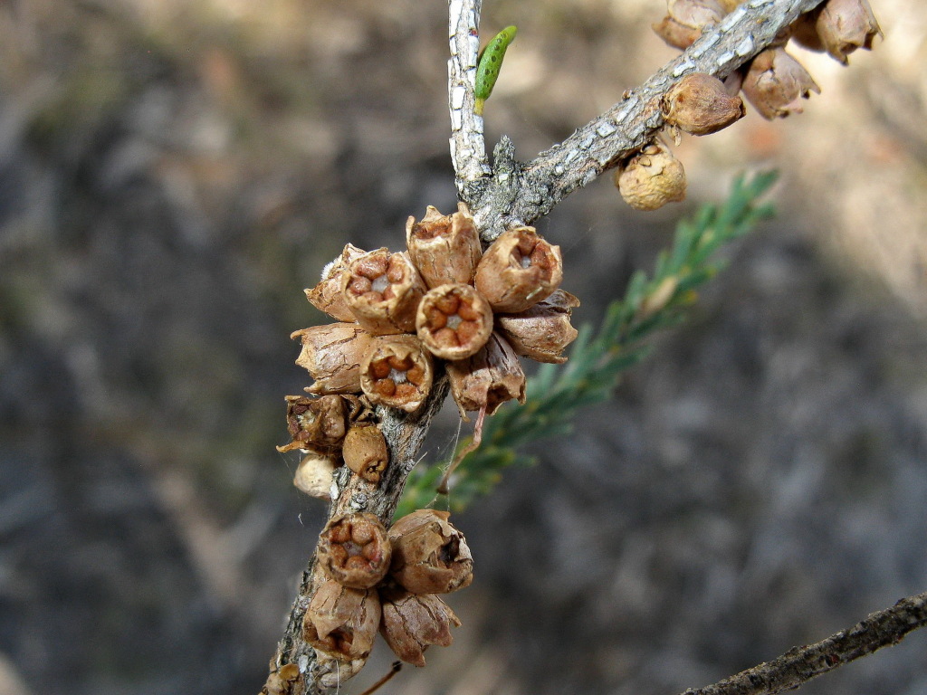 Melaleuca halmaturorum (hero image)