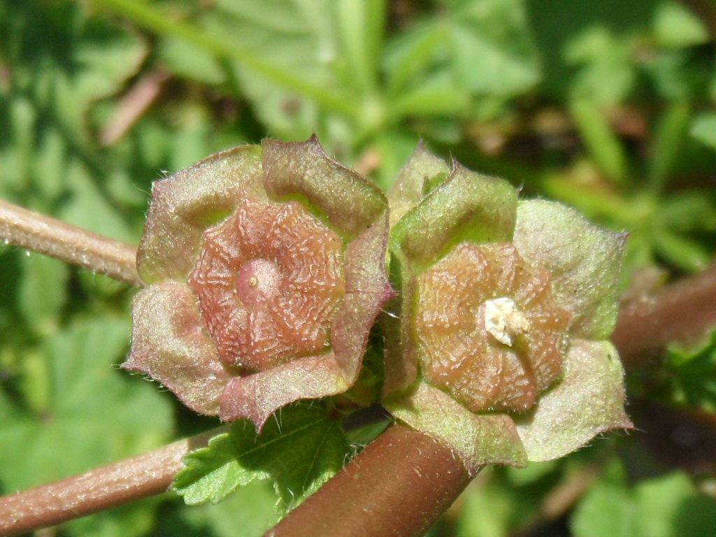 Malva nicaeensis (hero image)