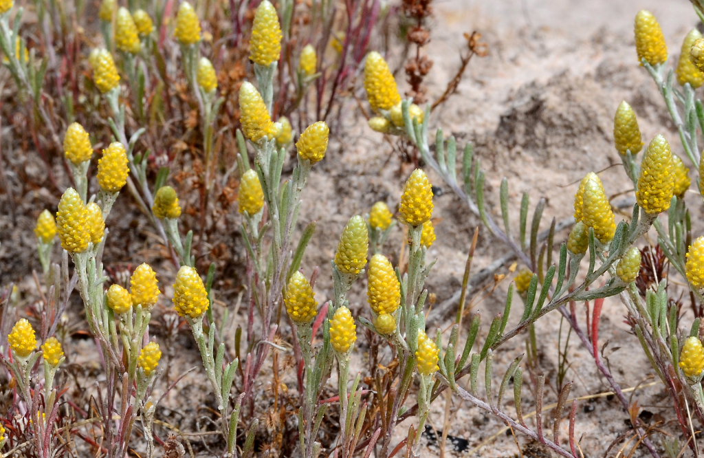 Angianthus brachypappus (hero image)