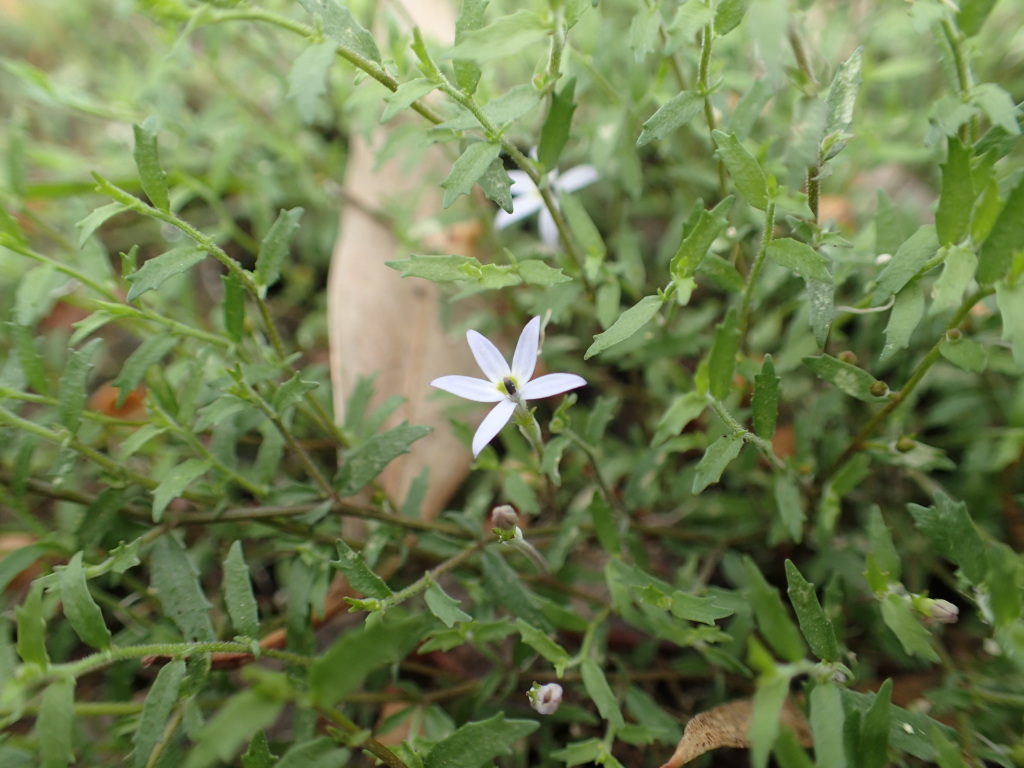 Isotoma tridens (hero image)