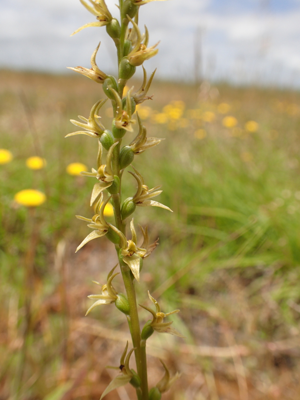 Prasophyllum sp. aff. occidentale E (hero image)