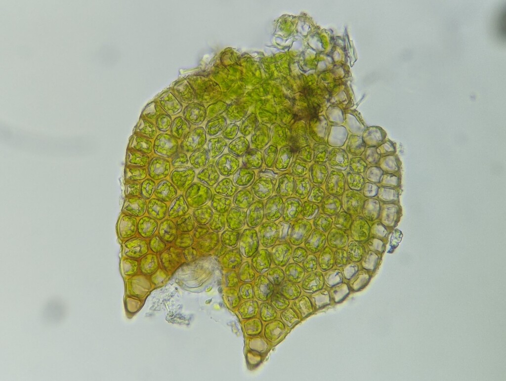 Chaetophyllopsidaceae (hero image)