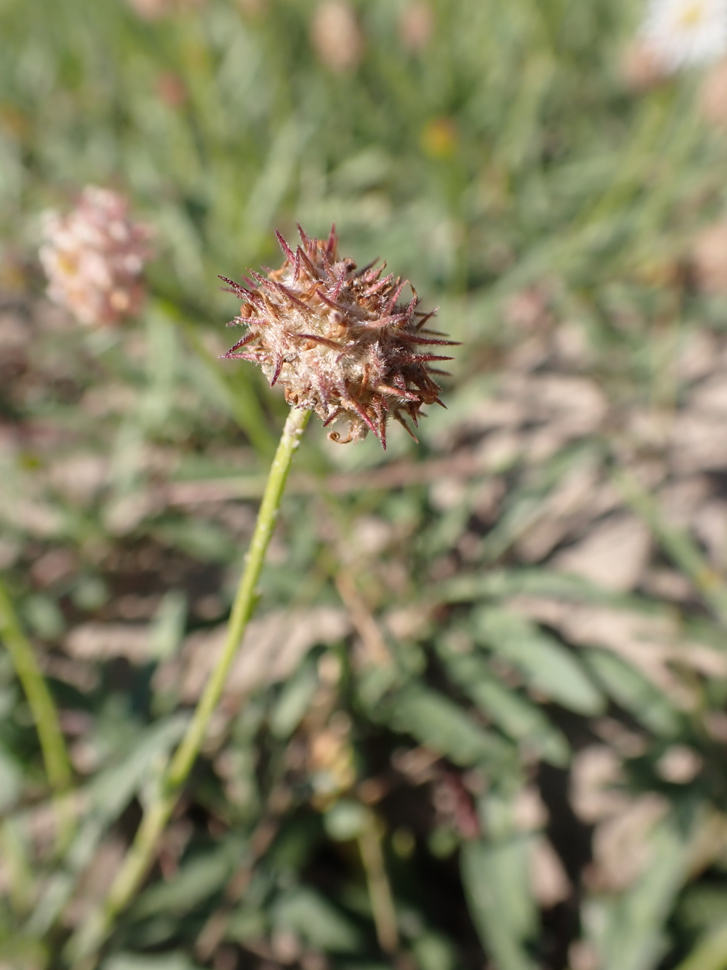 Calotis scapigera (hero image)