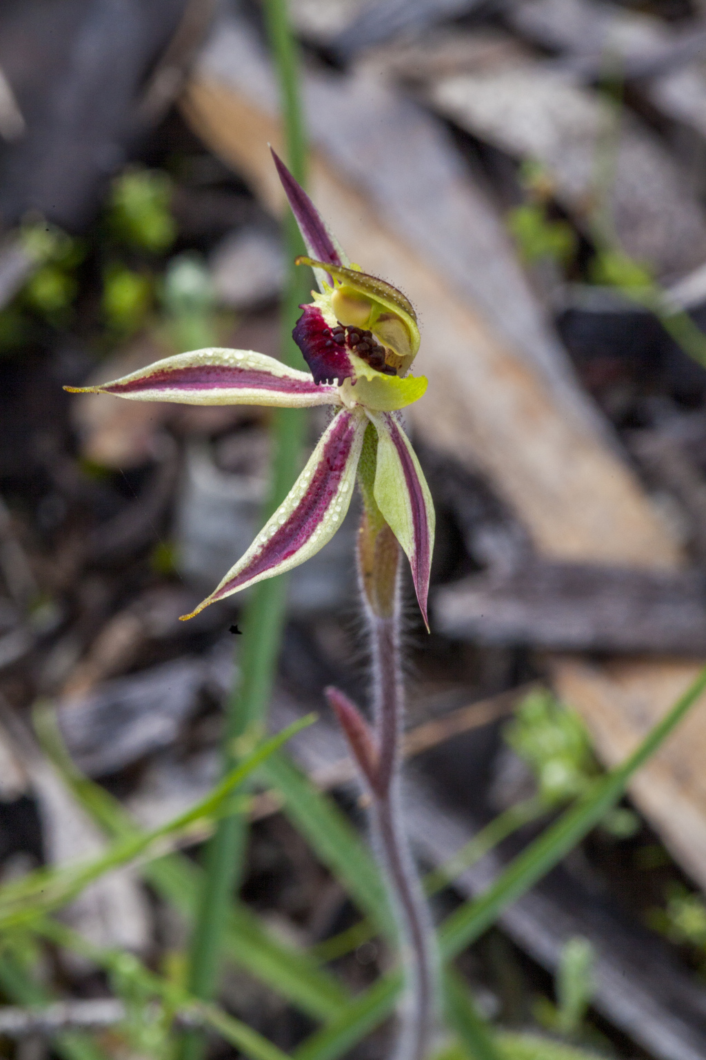 Caladenia toxochila (hero image)