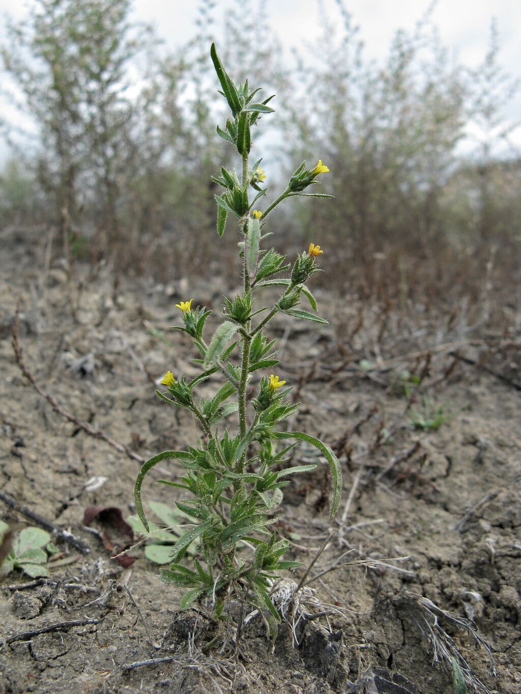 Dittrichia graveolens (hero image)