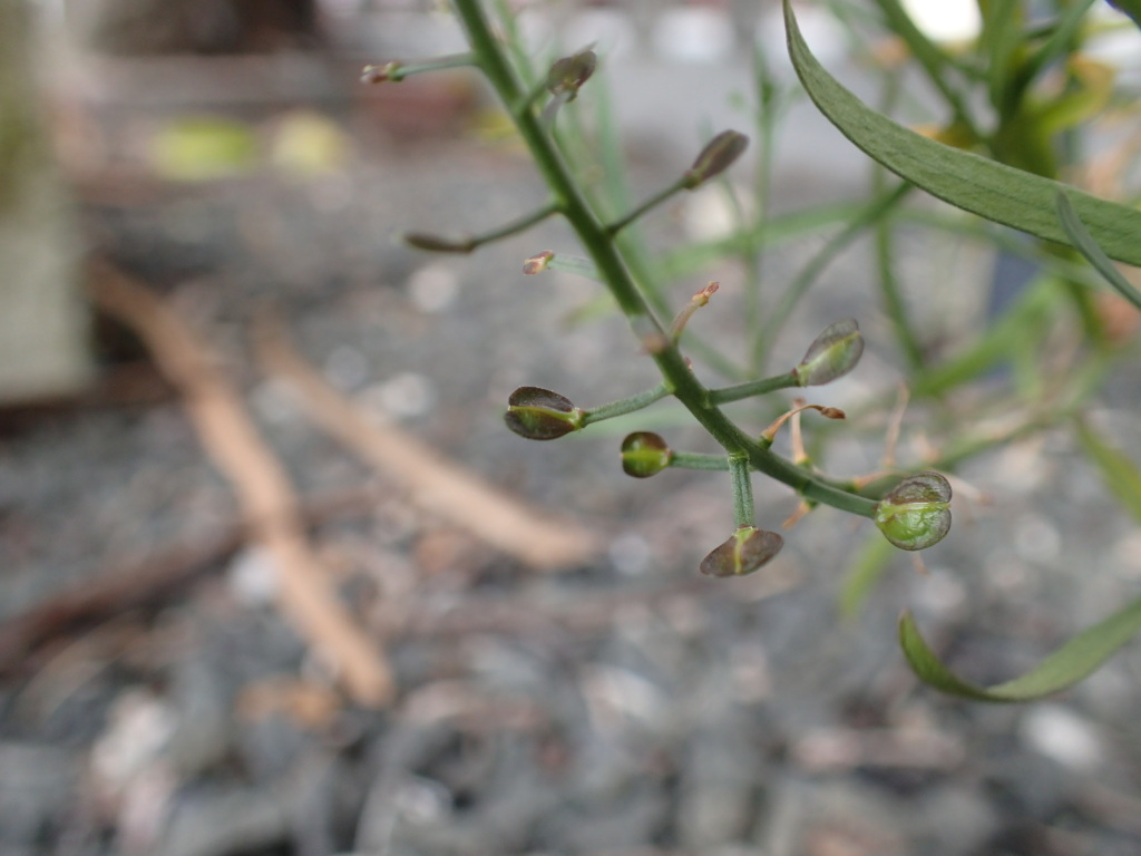 Lepidium pseudopapillosum (hero image)