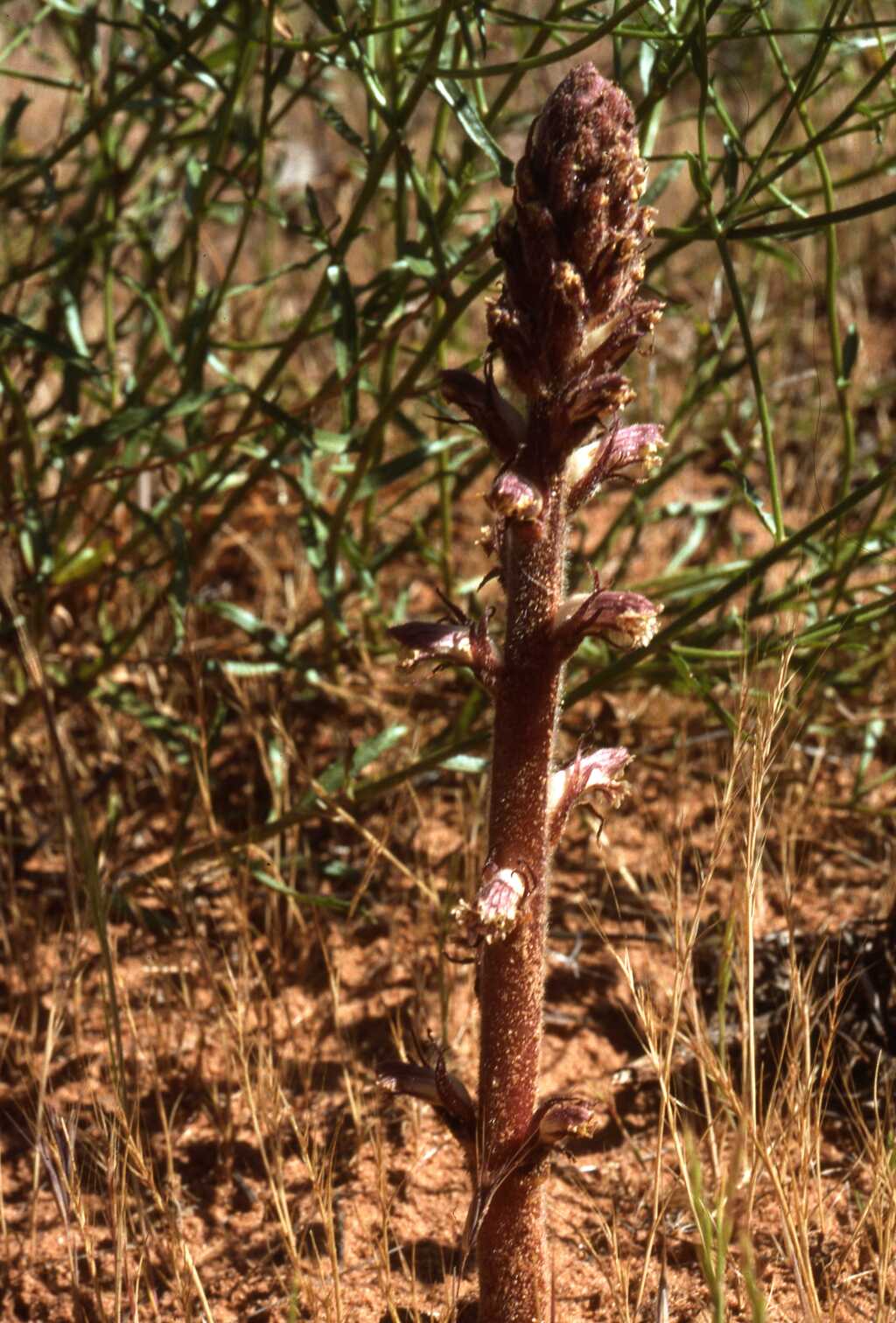 Orobanche (hero image)