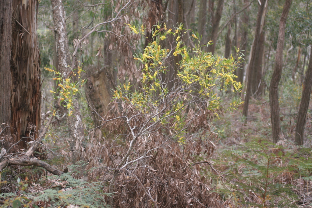 Acacia stricta (hero image)