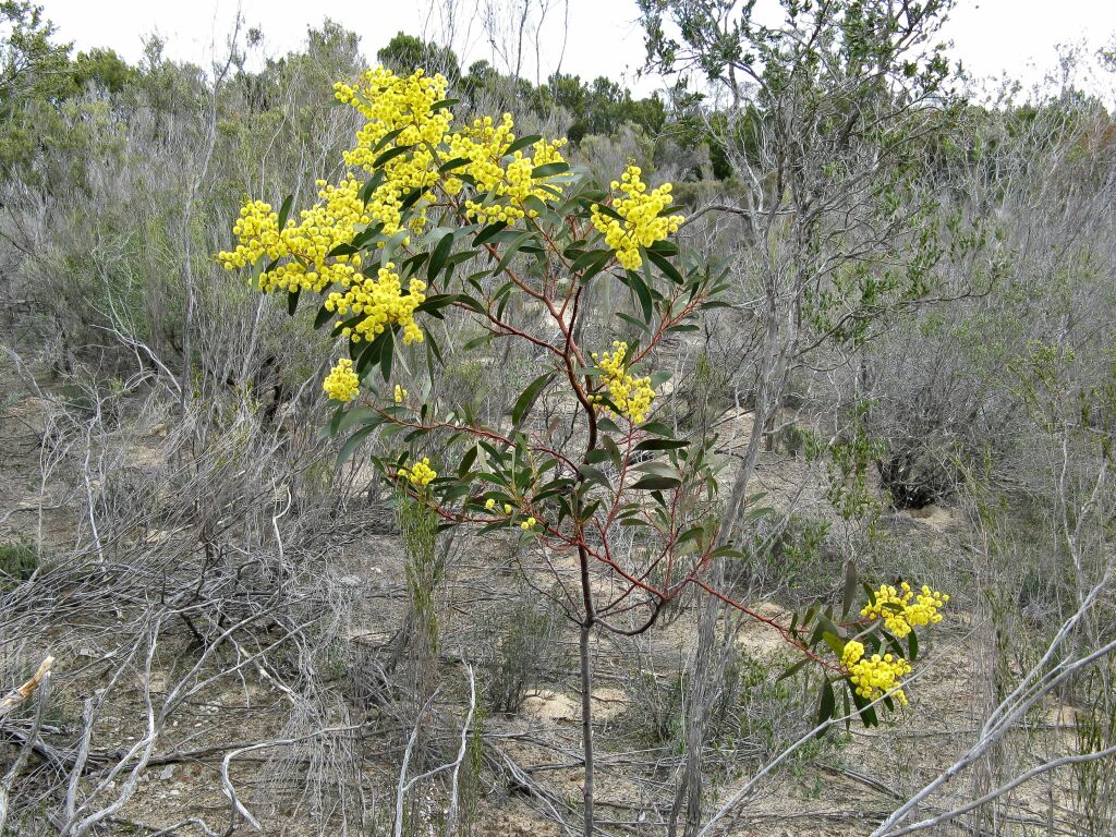 Acacia pycnantha (hero image)