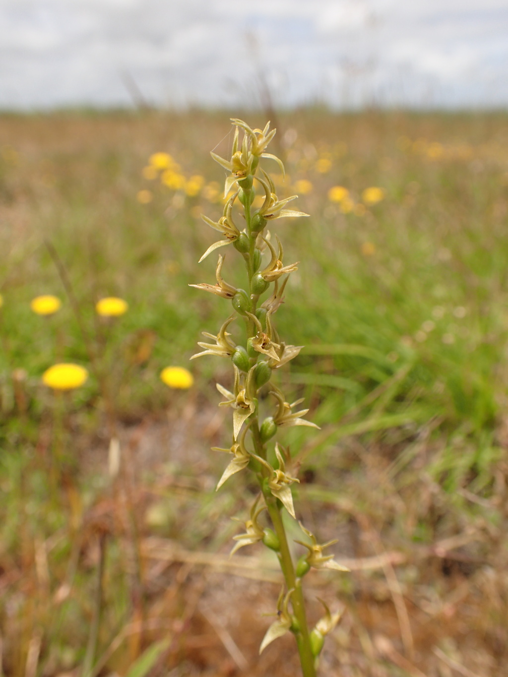 Prasophyllum sp. aff. occidentale E (hero image)