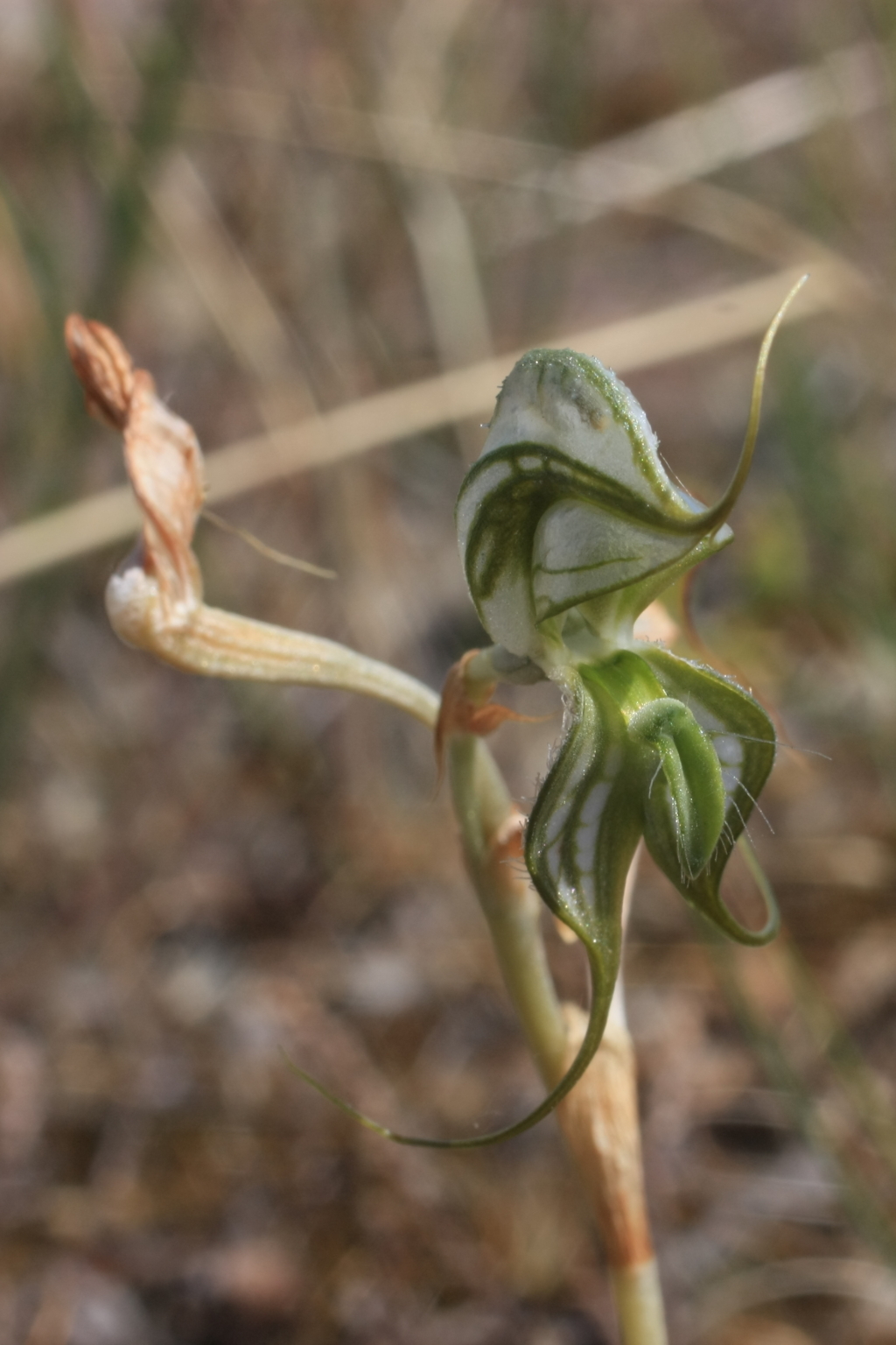 Pterostylis valida (hero image)