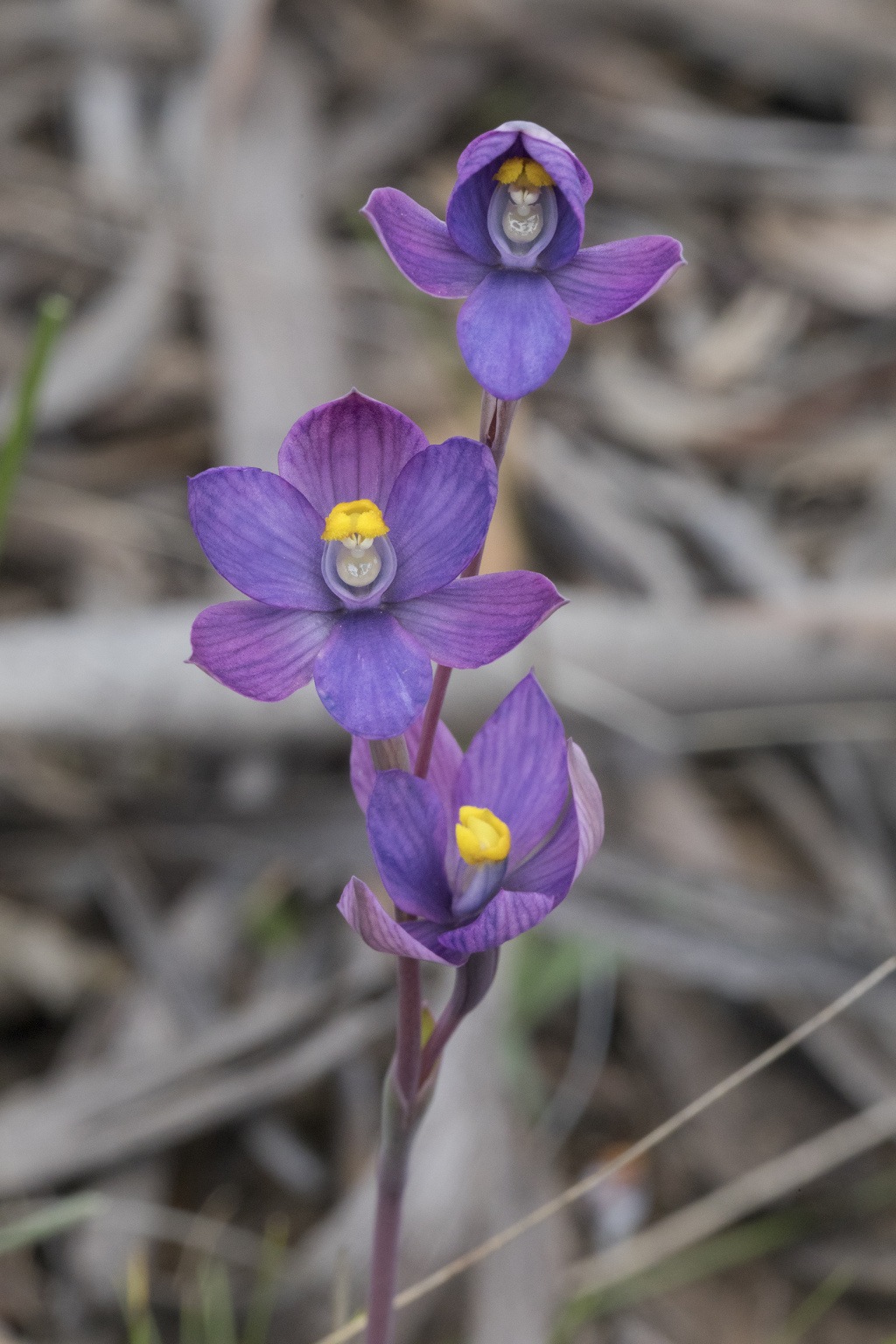 Thelymitra ×macmillanii (hero image)