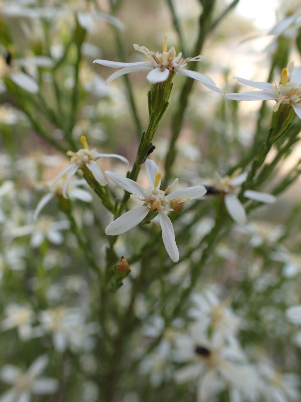 Olearia teretifolia (hero image)