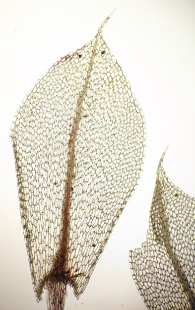 Tayloria octoblepharum (hero image)