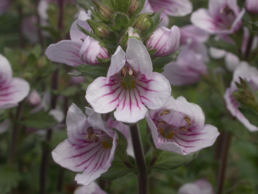 Euphrasia lasianthera (hero image)